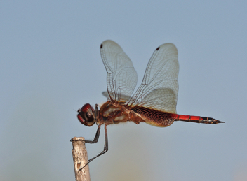 Tramea darwini, male